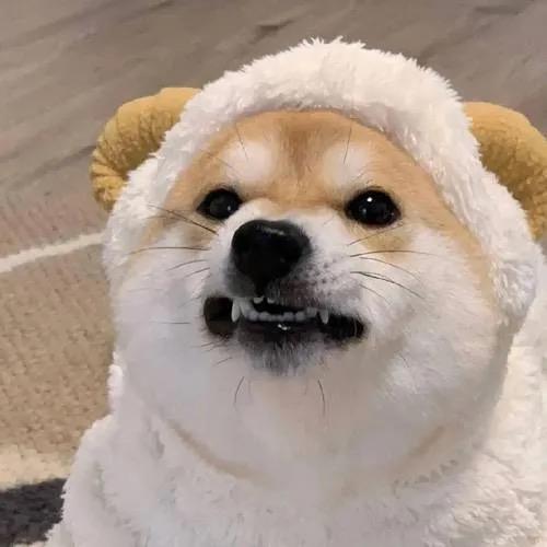 发癫来了！！