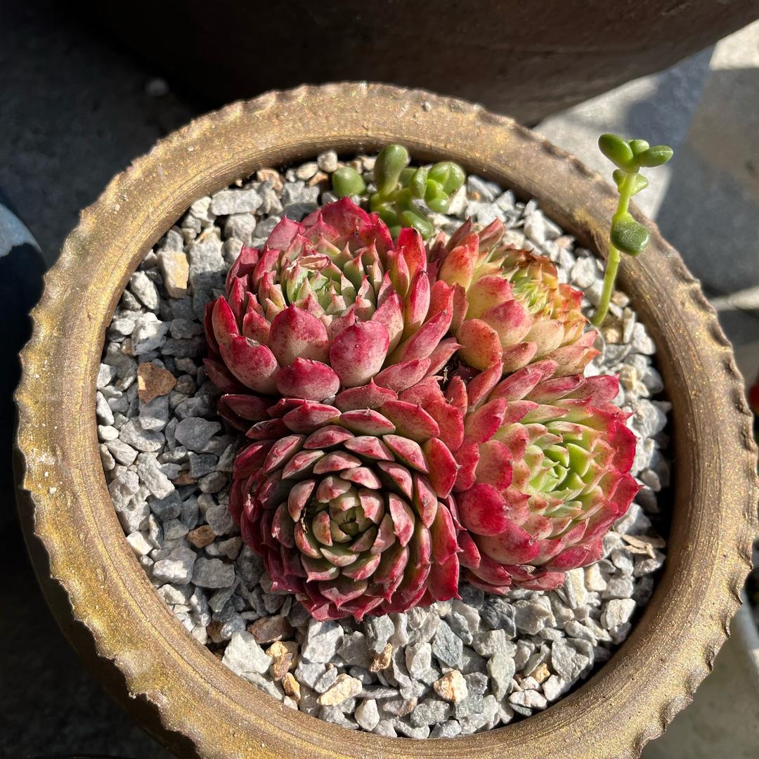 🌹🌹