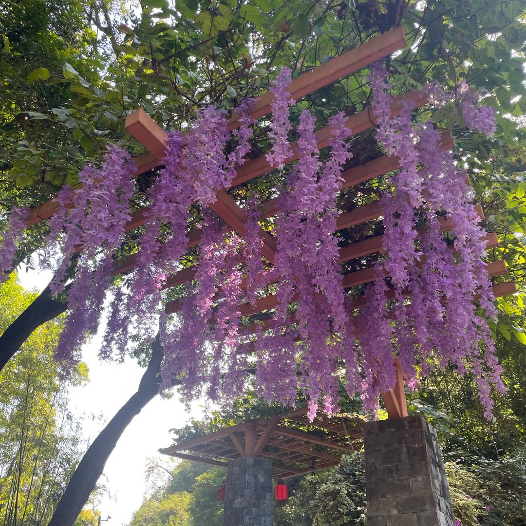 静待花开🎊平安喜乐🎊