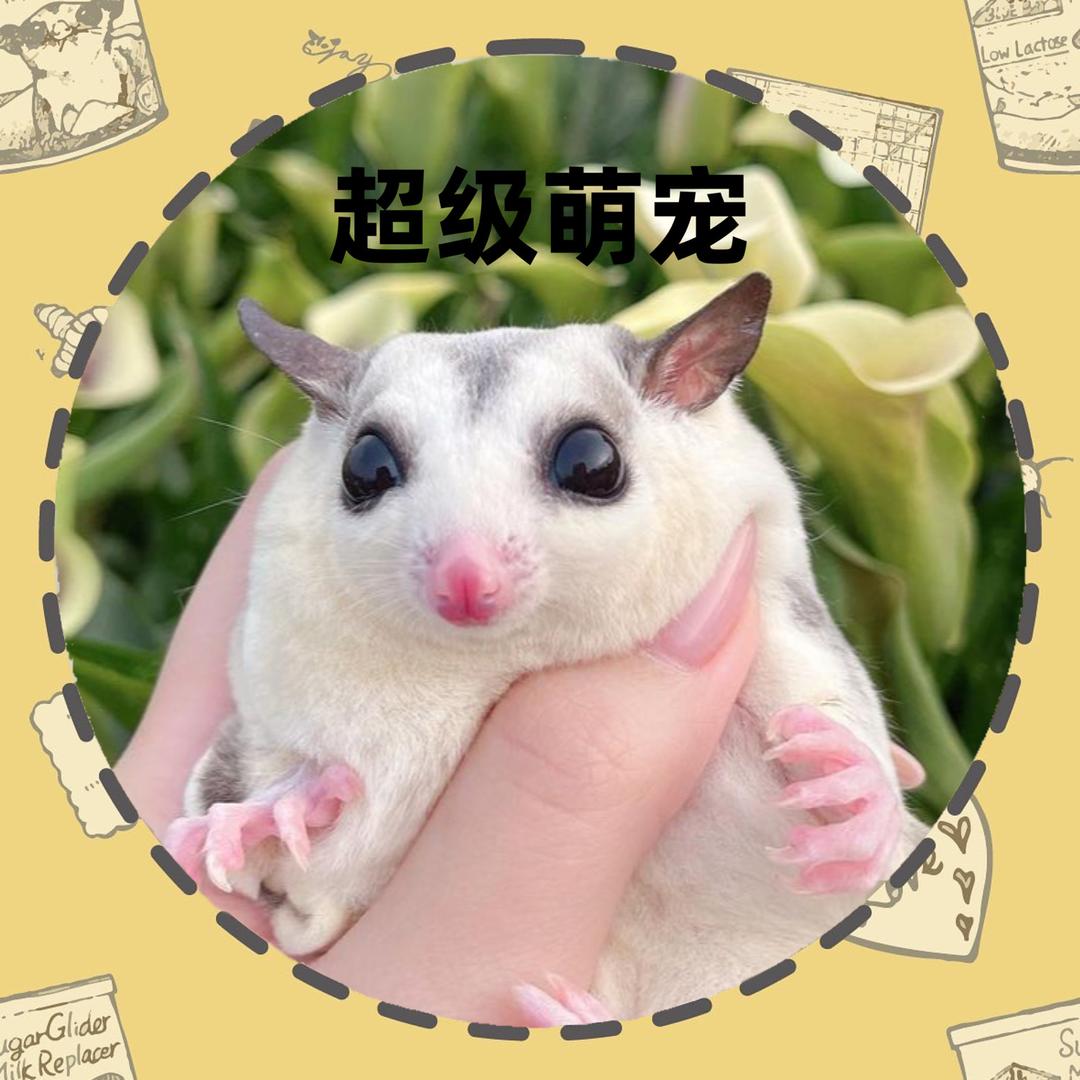 超级萌宠