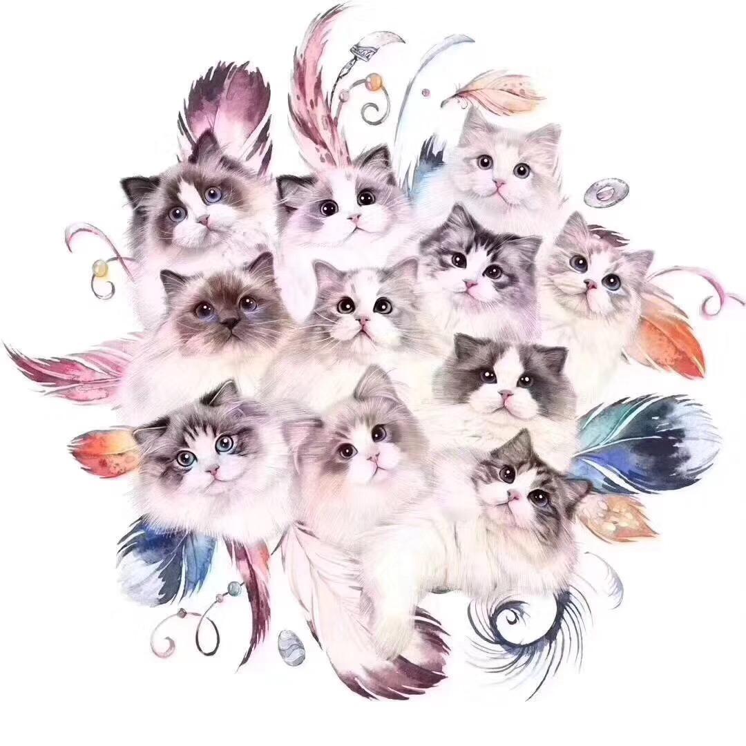 小灰灰爱吃香菜