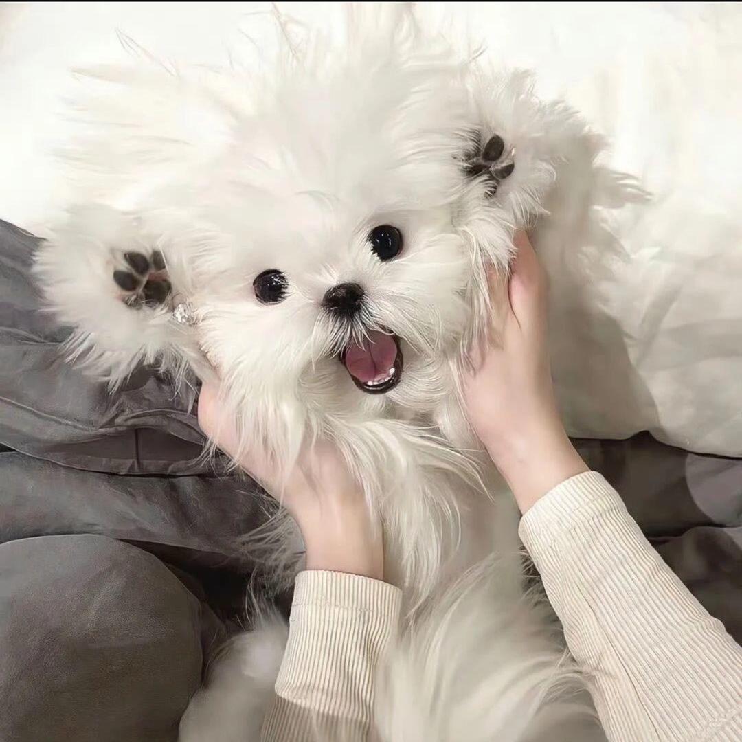 饱什么宝