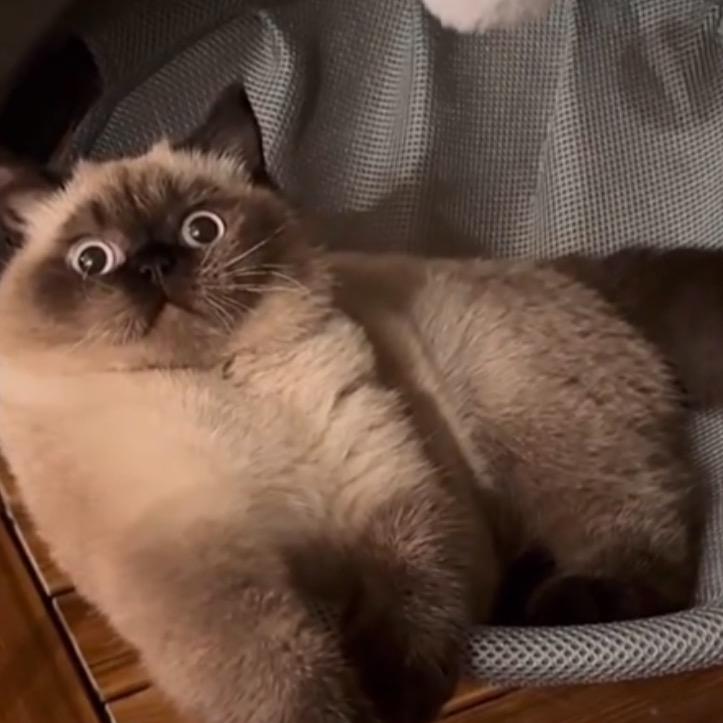 猫🐈