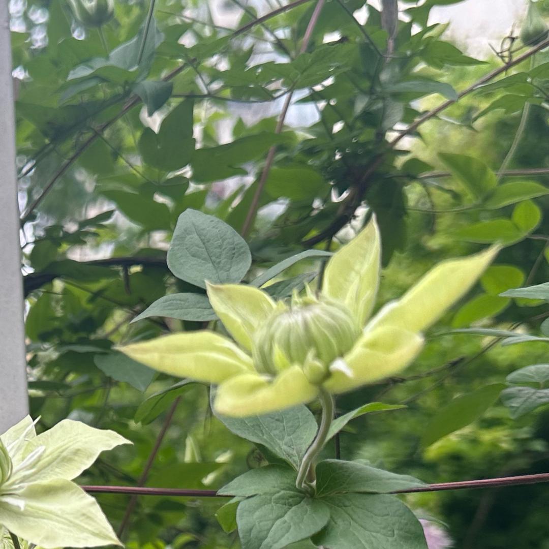 我的番茄