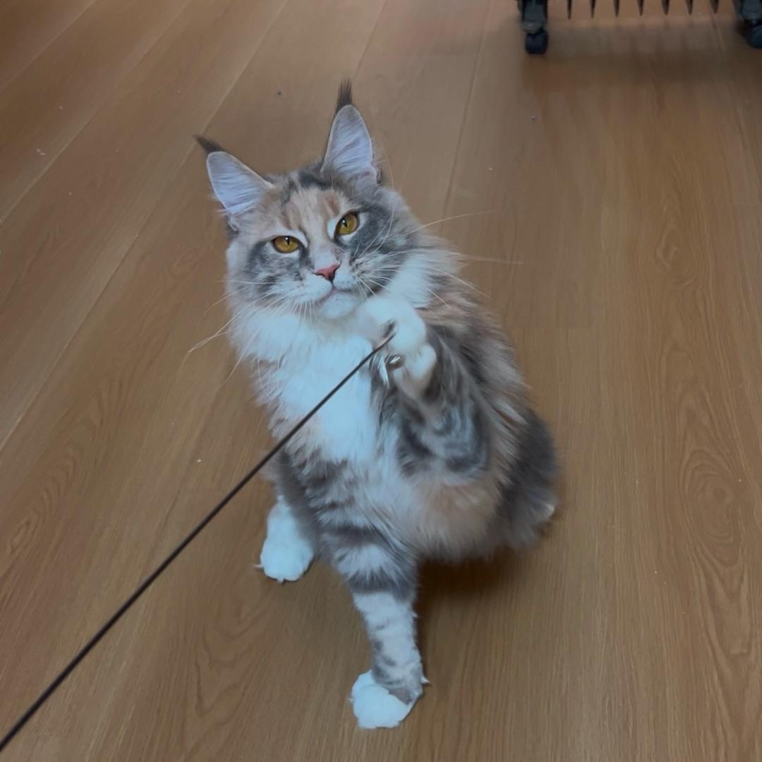 泰安市喵呜猫舍