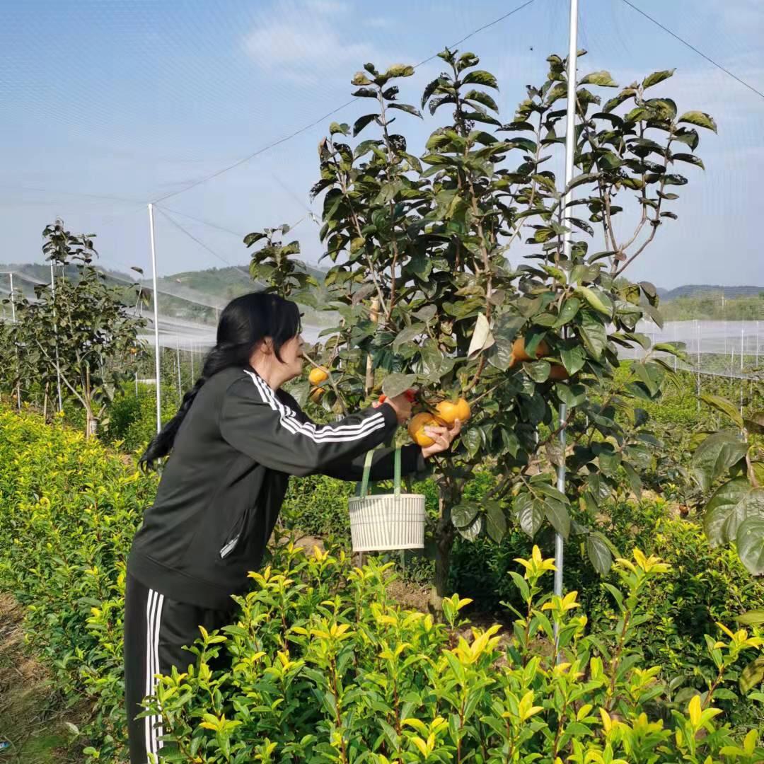 安吉枫柿家庭农场