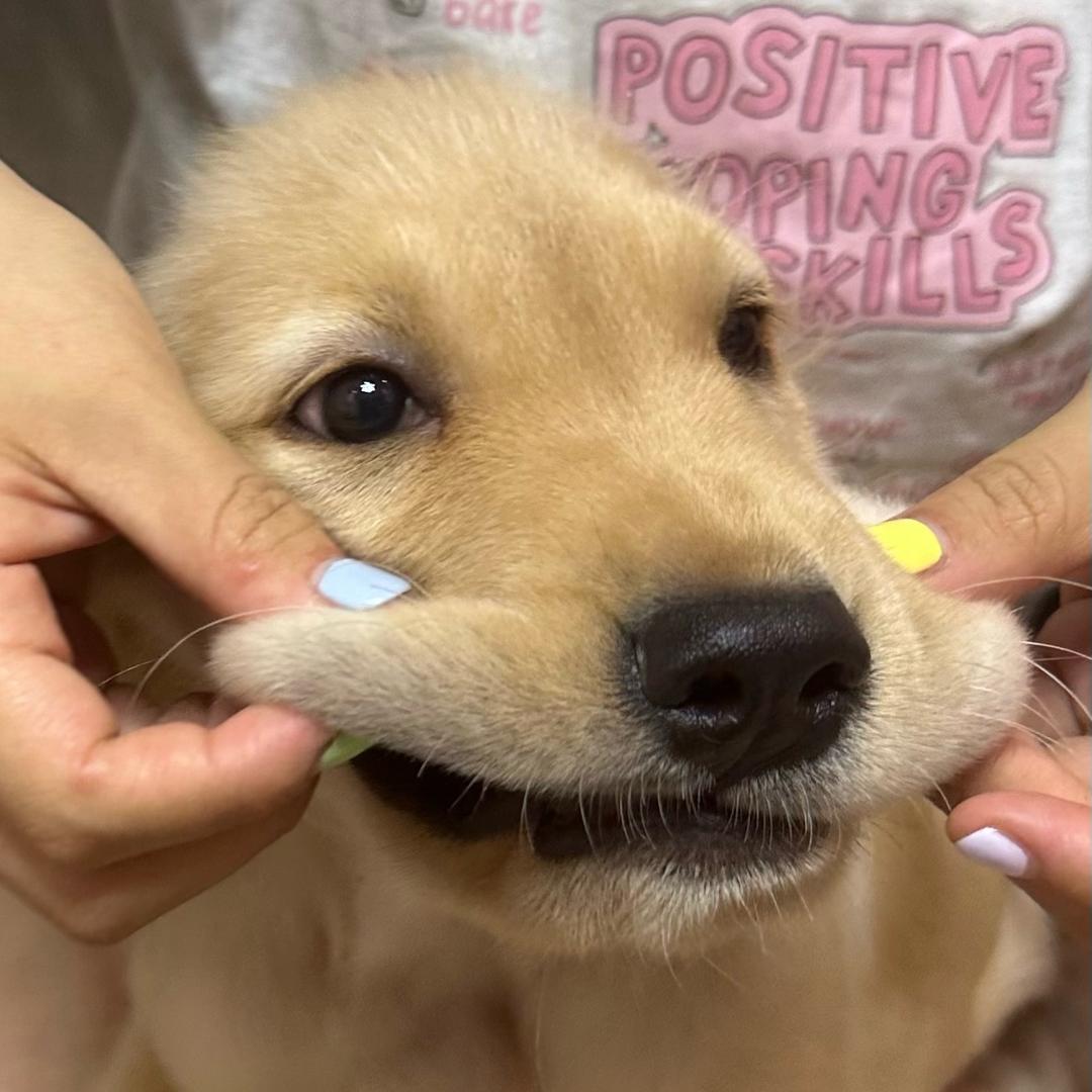 淘气小金毛薯条