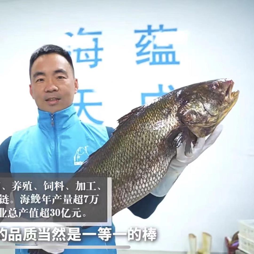 海蕴天成鱼胶工厂直销