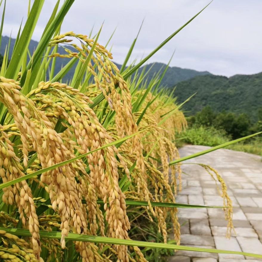 树堂农业（汉中大米）