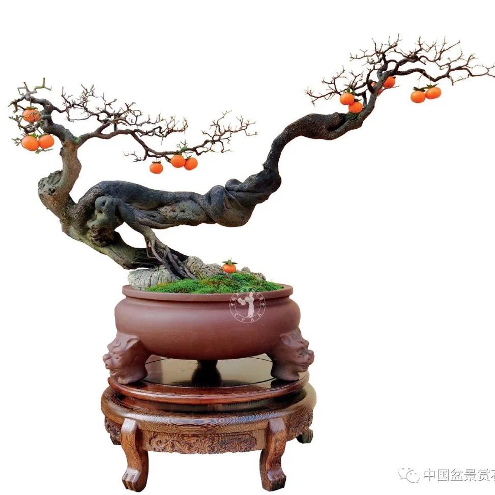 雅韵盆景苑
