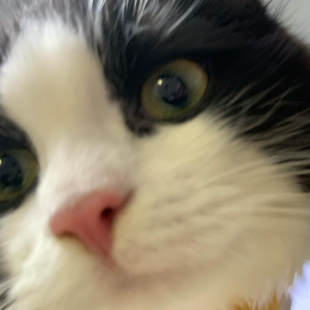 净梵猫