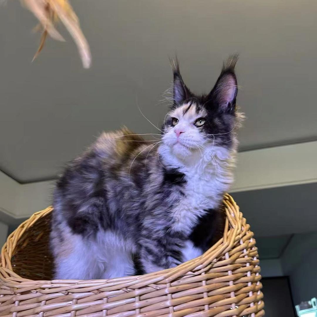 星屿的缅因猫院