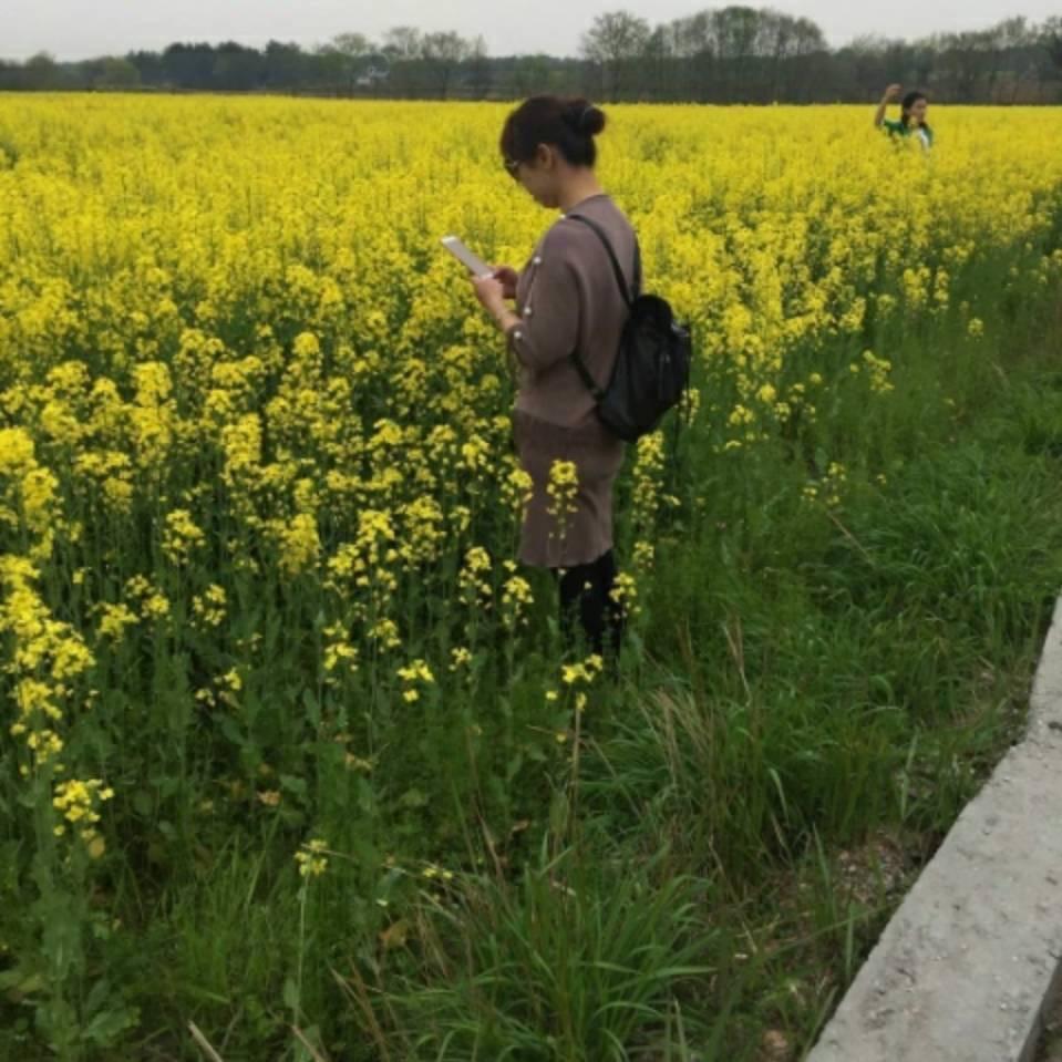 忘忧草