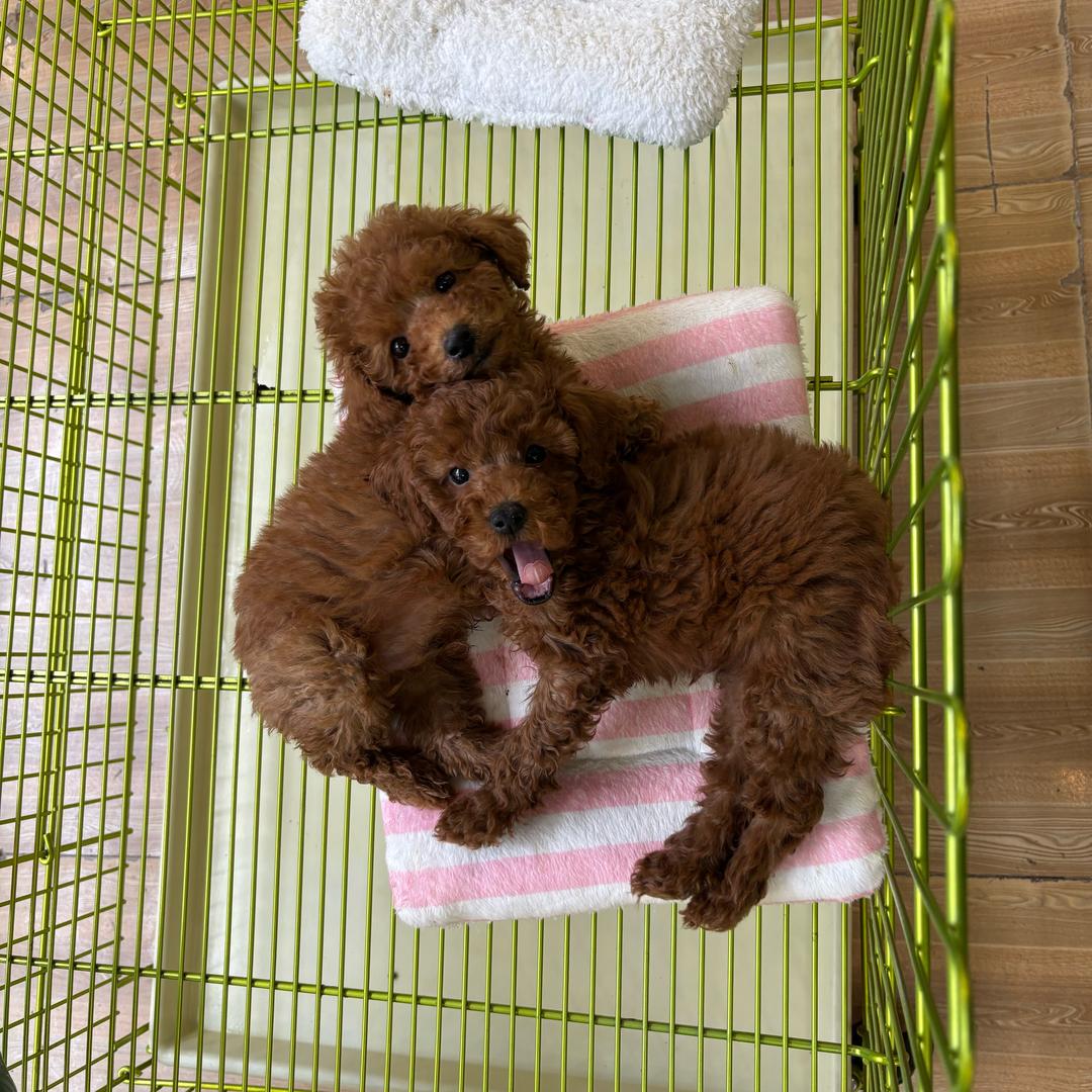 用远是你的神（菲）