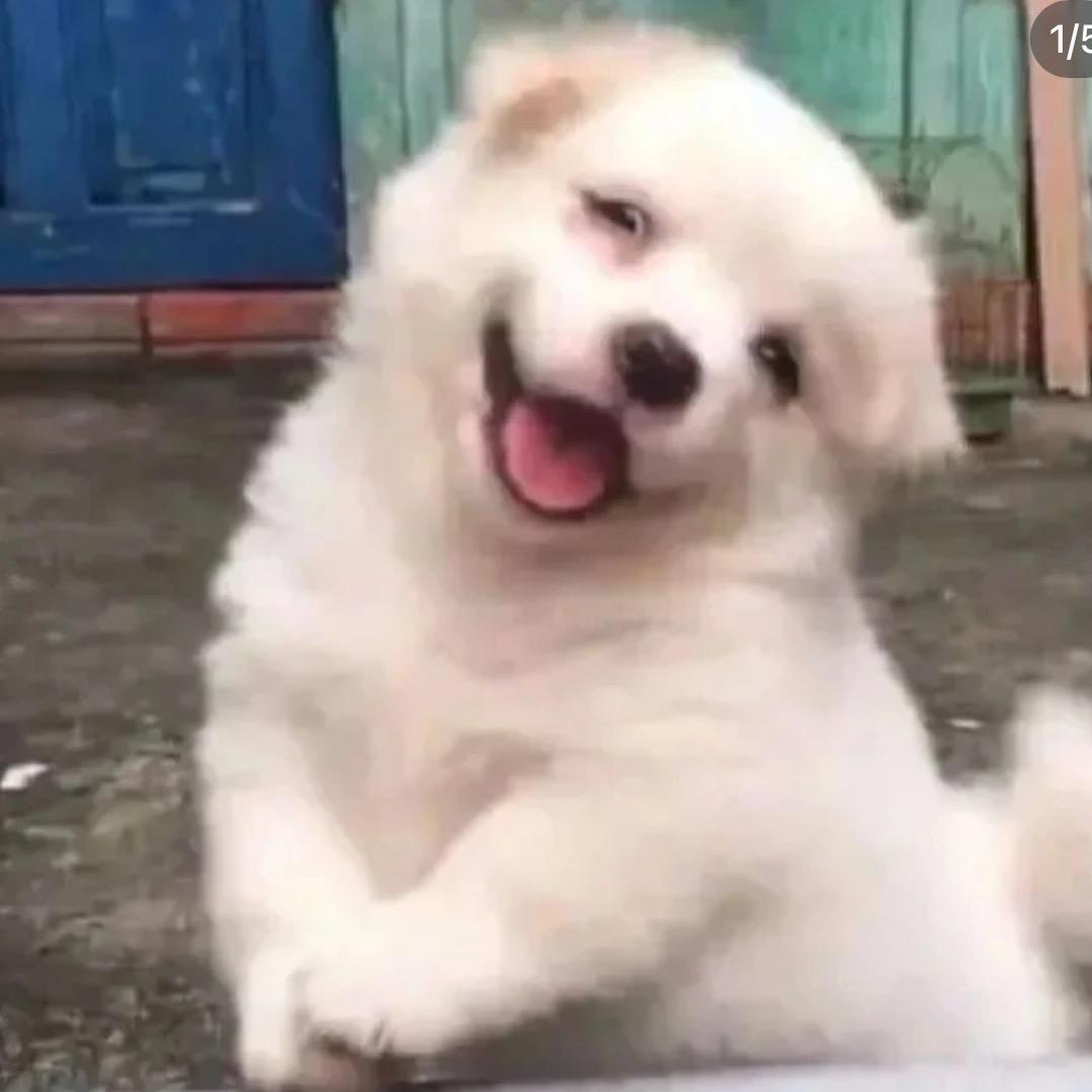 山茶花