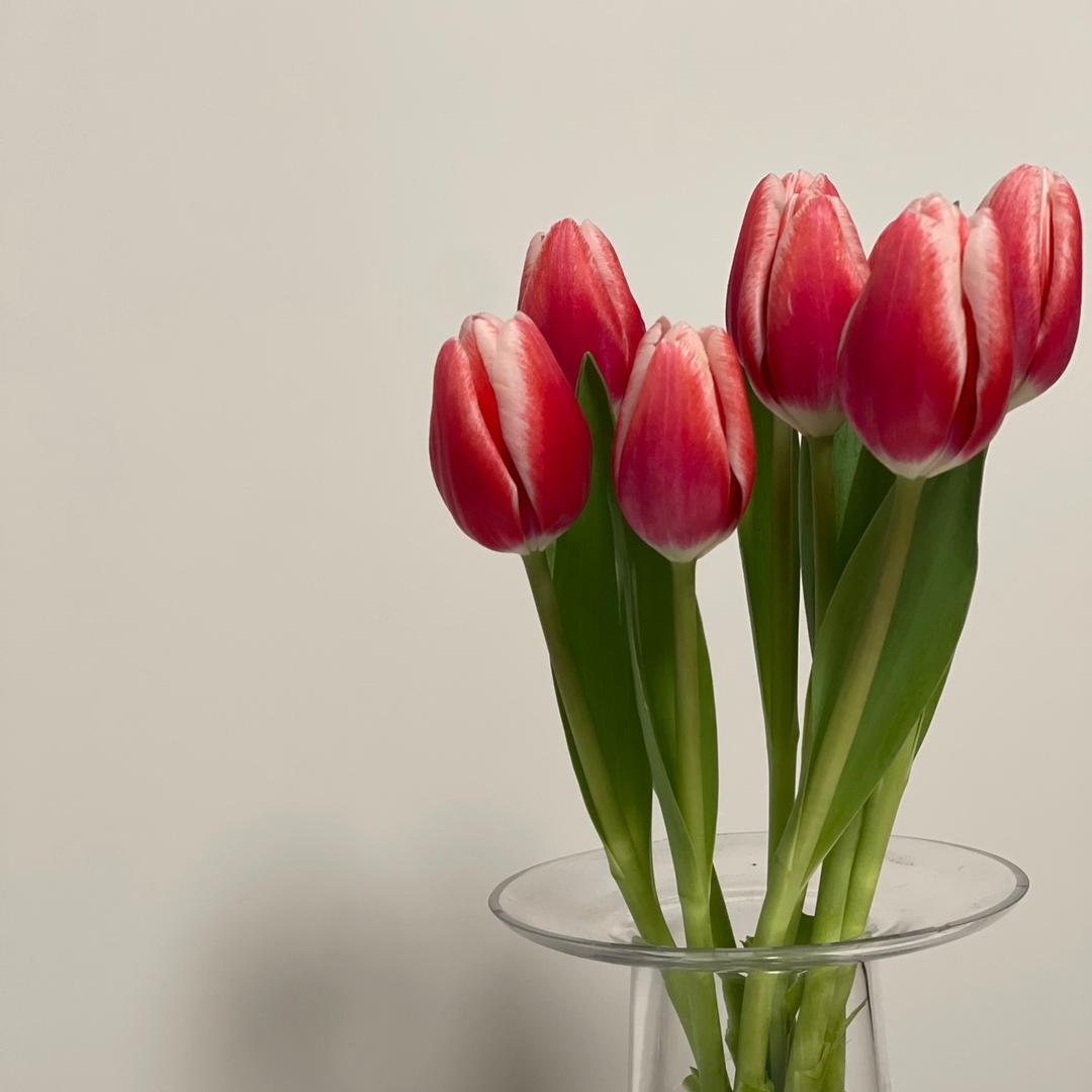 小羊甄选花卉园艺