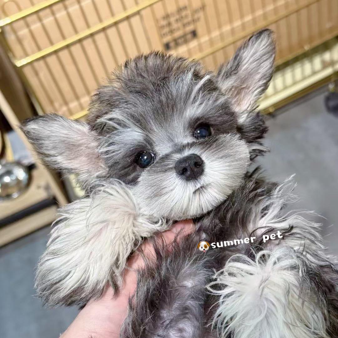 夏天家的雪纳瑞（买🐶私聊）