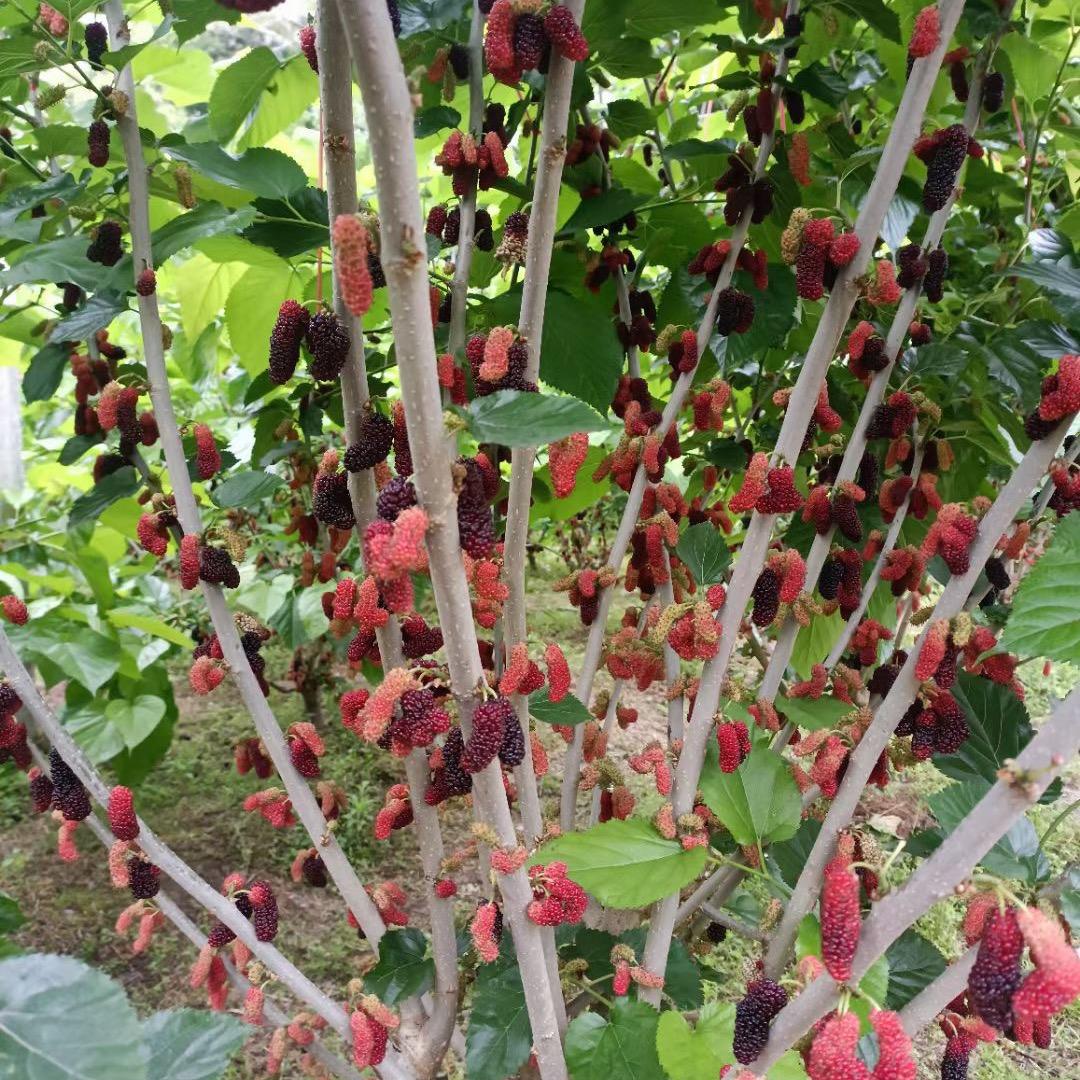 海宁嫁接苗养蚕桑果桑基地