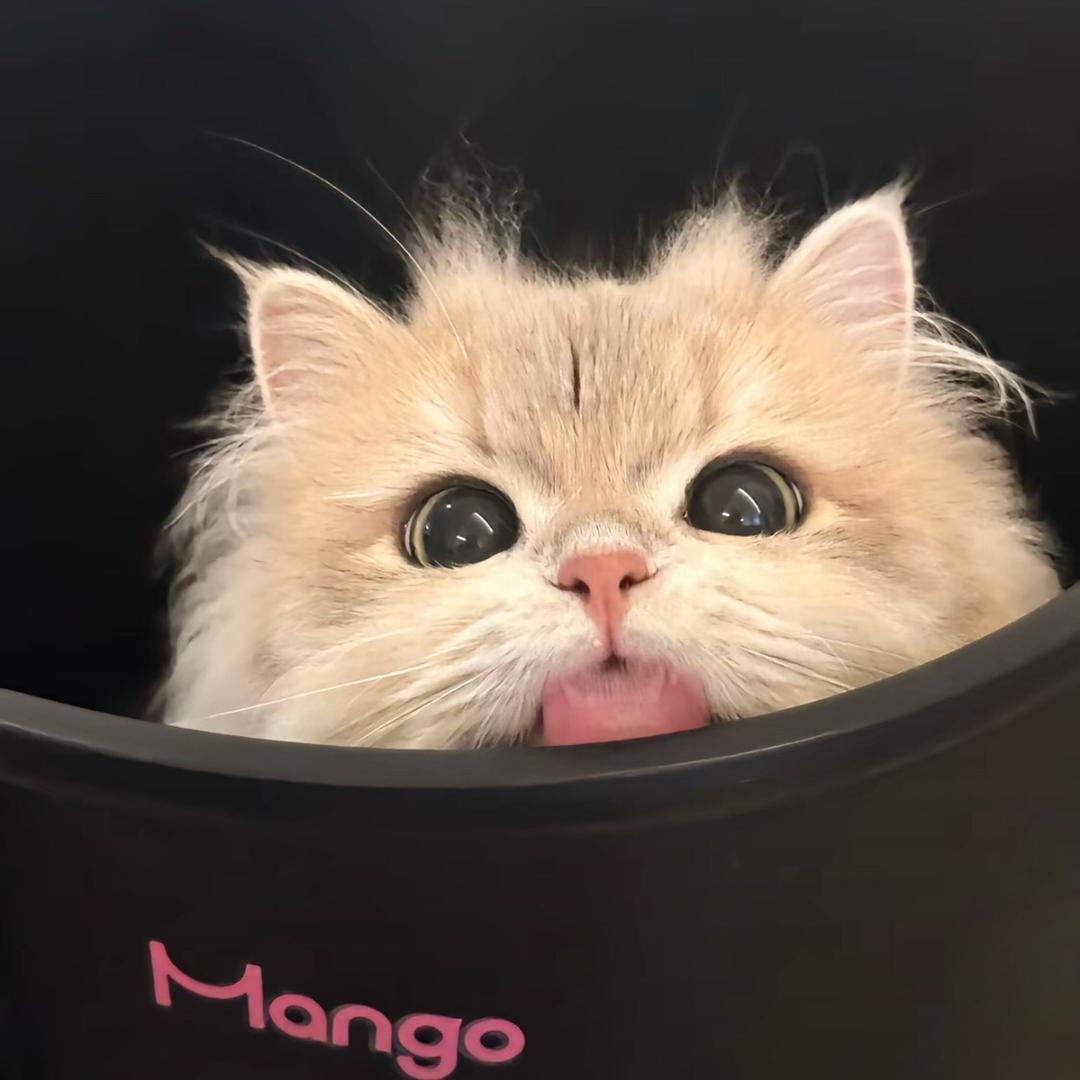秋秋.