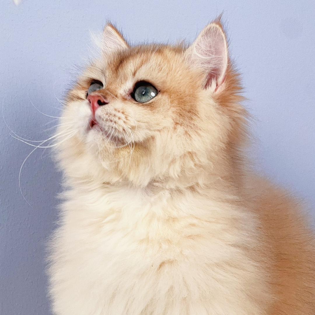 蛋黄是只喵🐱