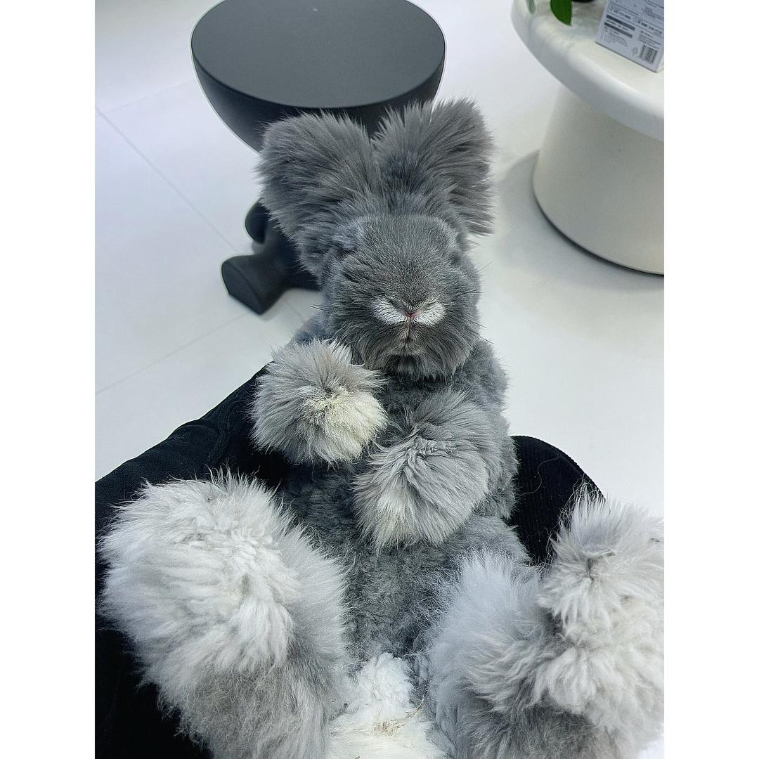 🎀兔兔饲养员🐰