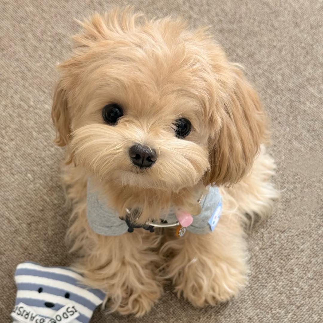 BB贝尔摩德