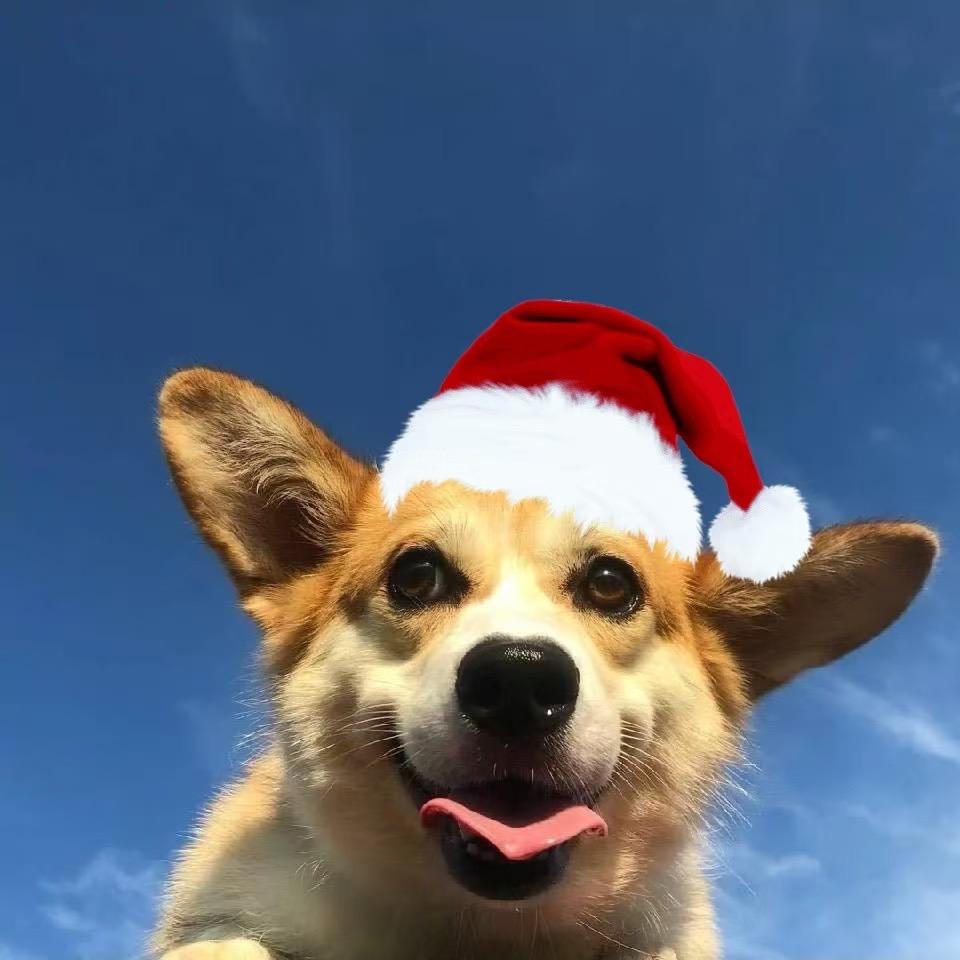 热爱🕊️