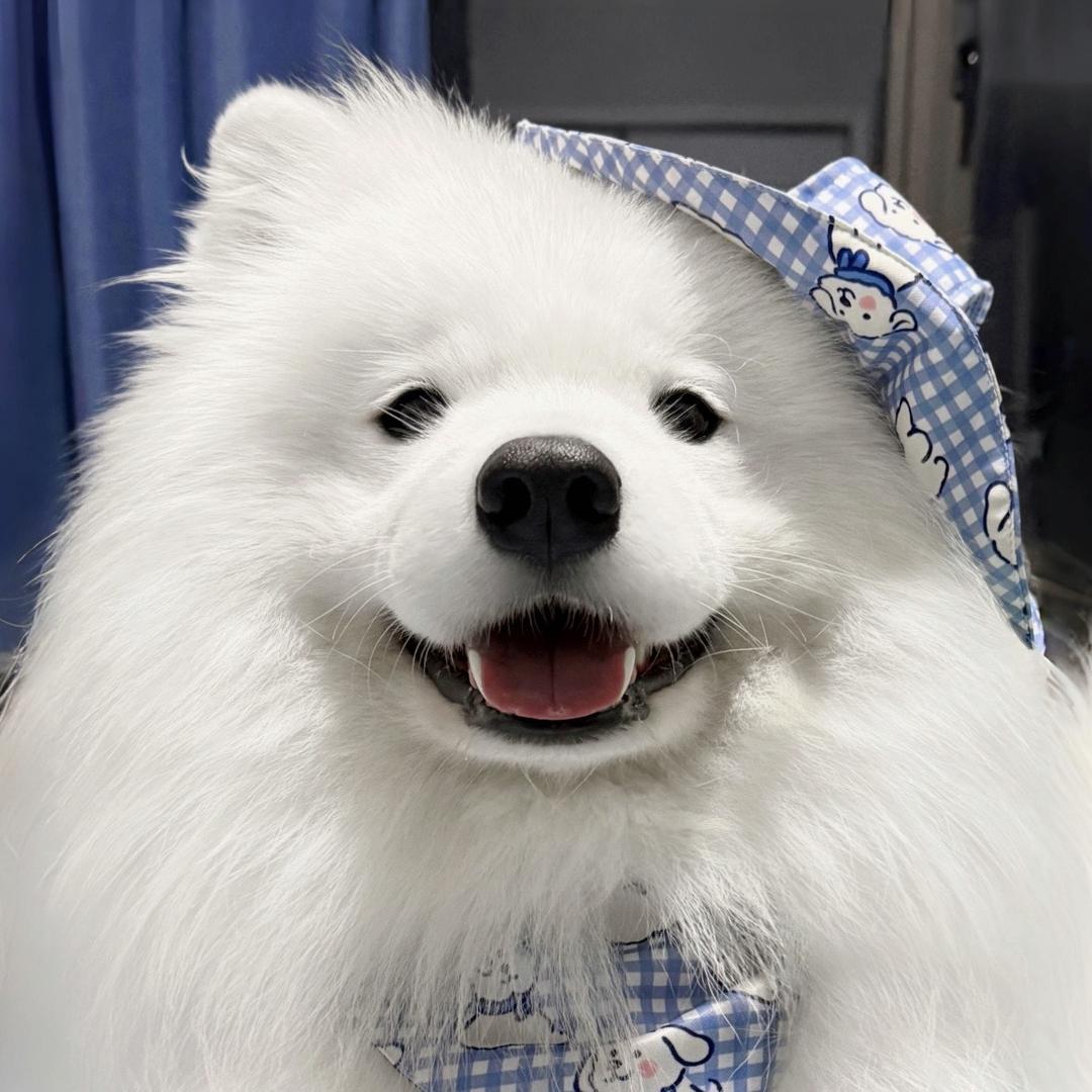 张魔芋