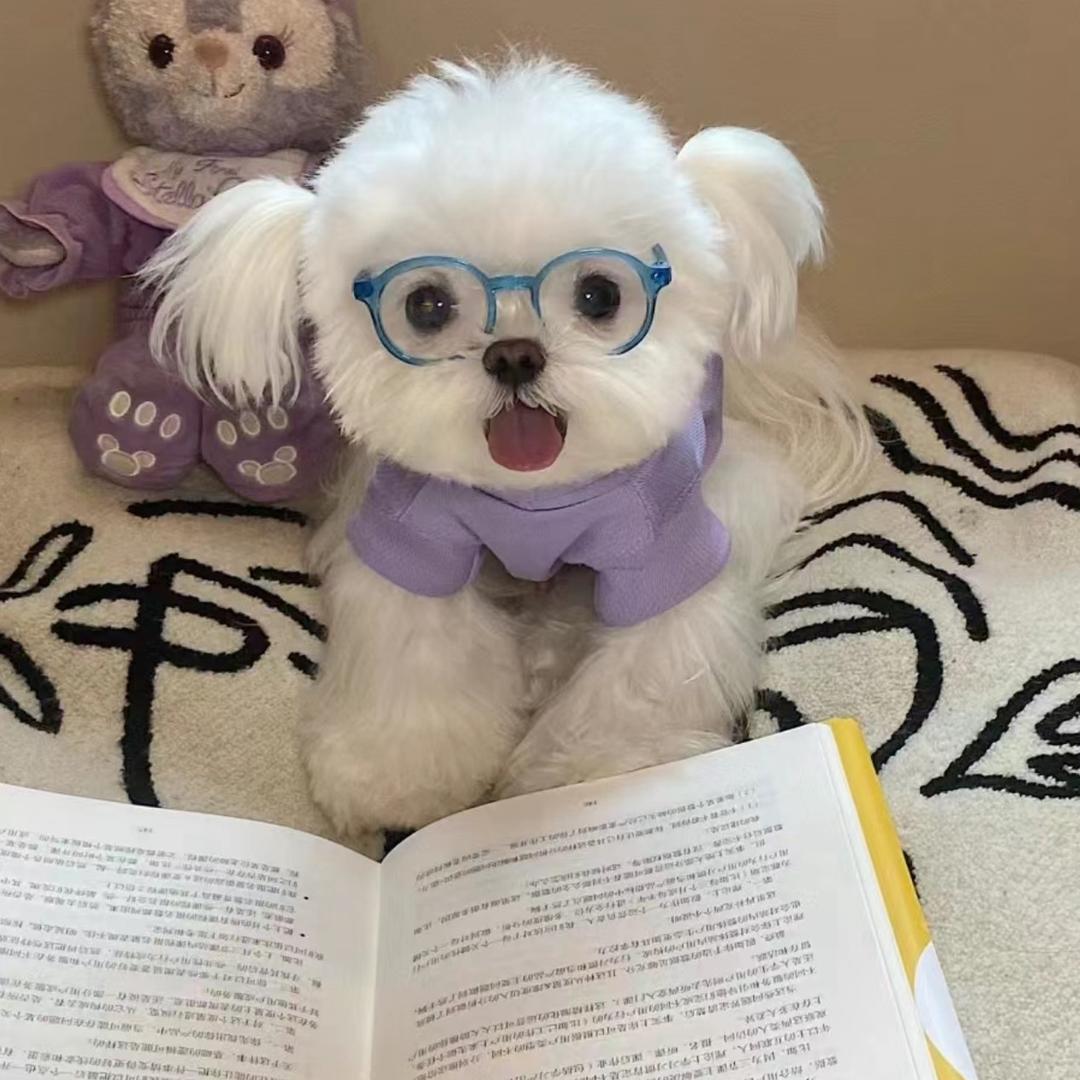 会哭的小狗🐶