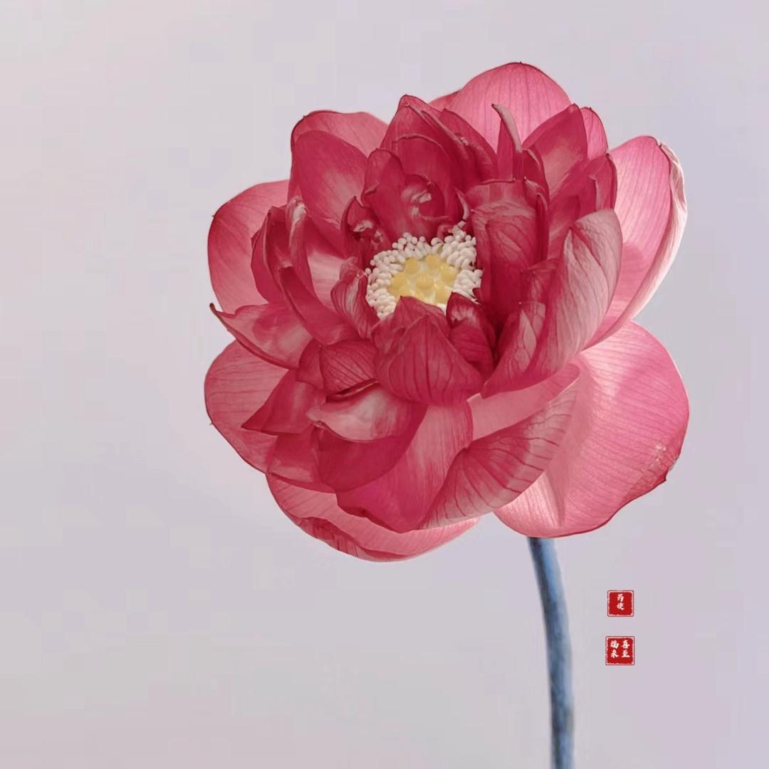 芮婕🌸