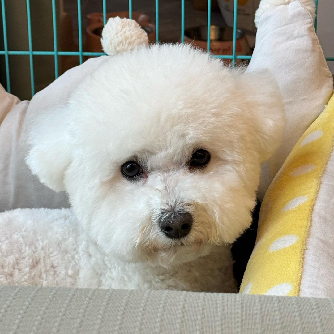 有只小狗叫阿皇