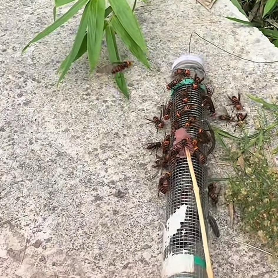 户外游侠之～全国抓马蜂