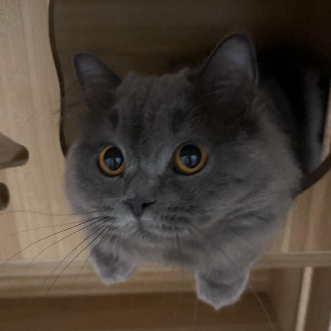 何大炮