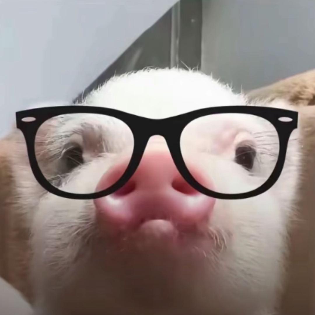 小啦菜