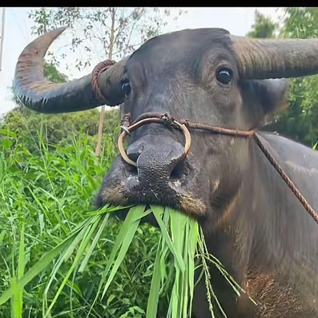 老爷子