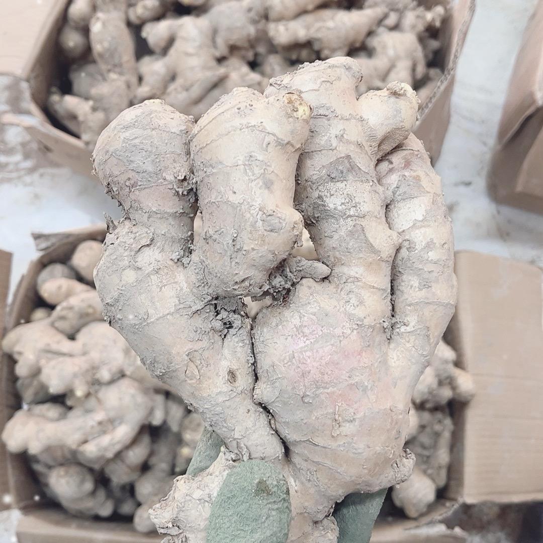 自家种植大黄姜