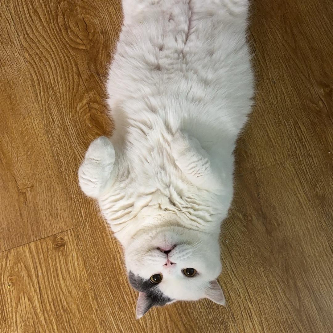 嗨，我是地瓜呀