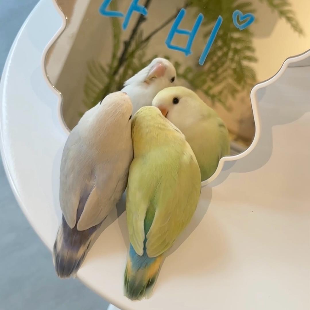 松咩佩叽