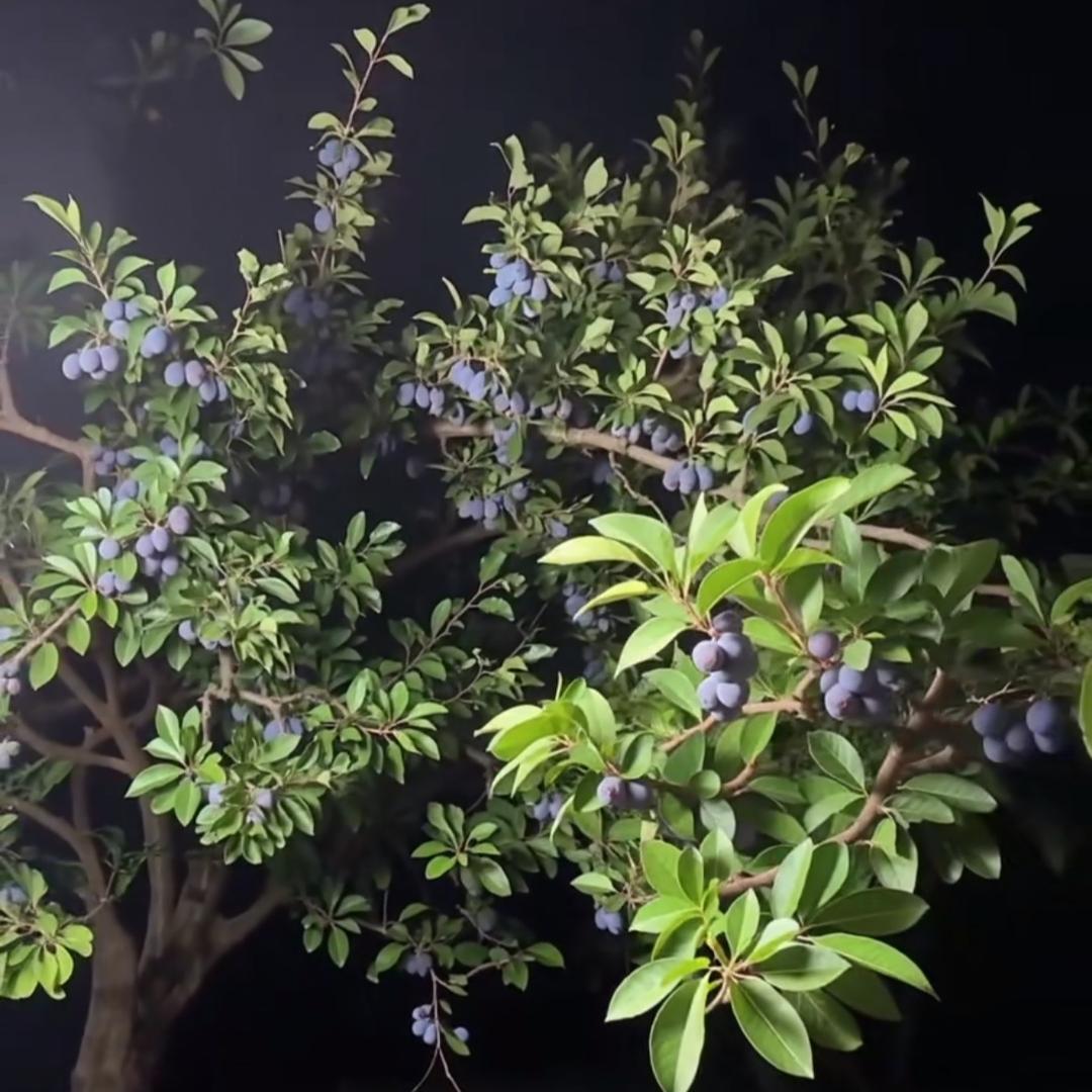 圆圆满满好物优选