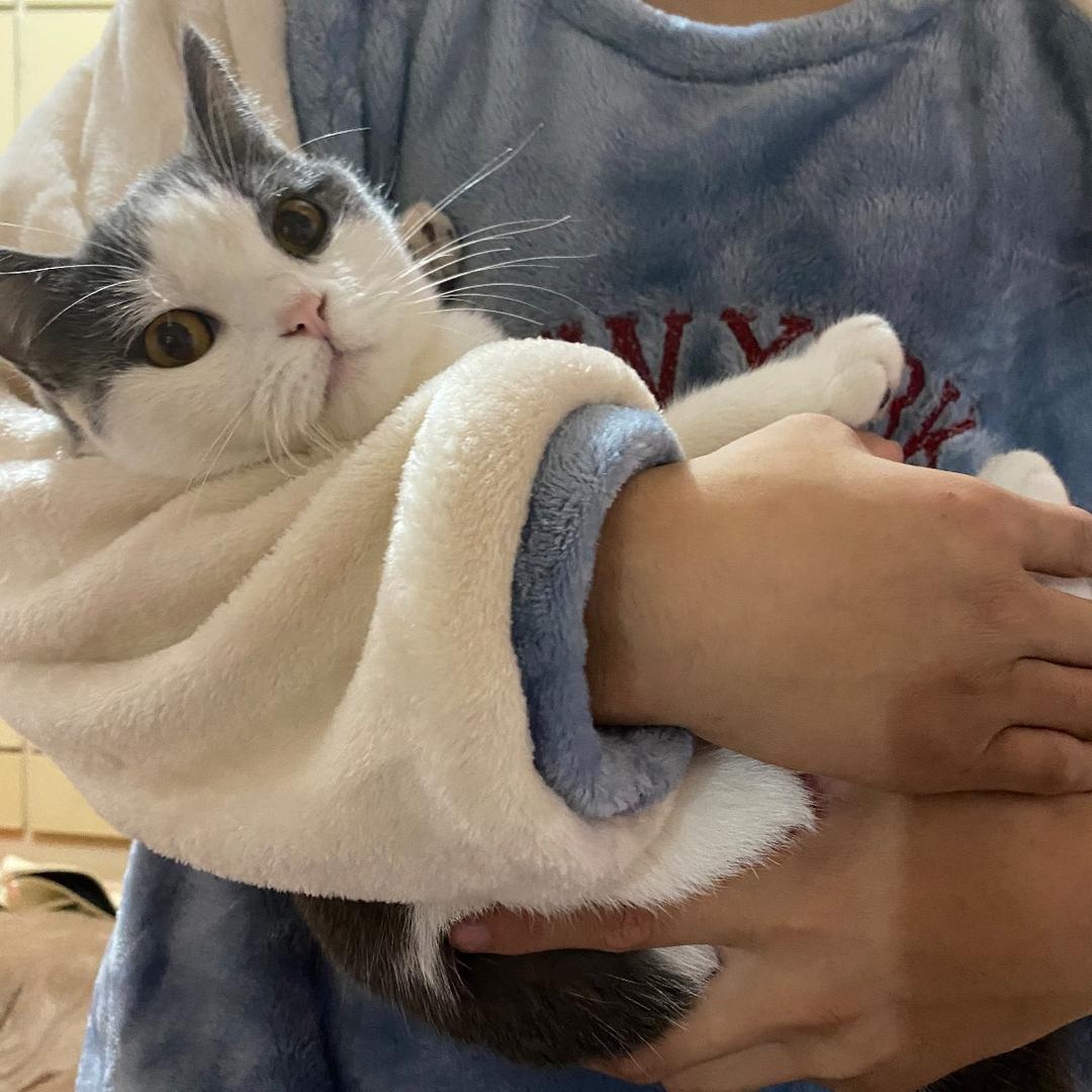 笨笨是只猫