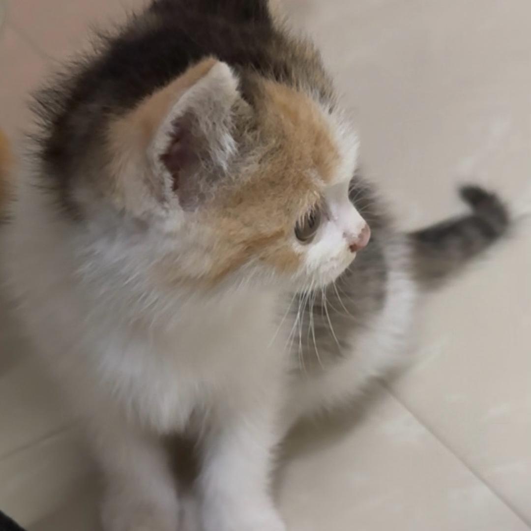 常想一二（嘬脚踩奶版）