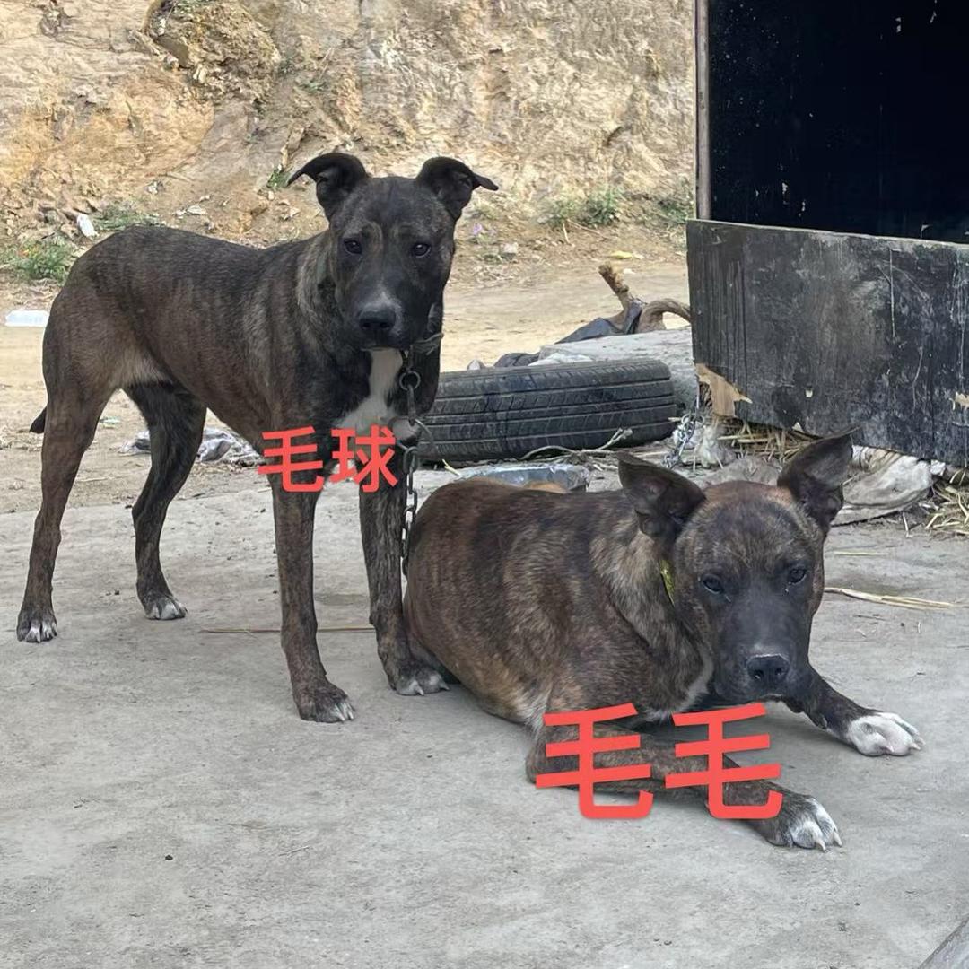 陕西小凡 公益护农