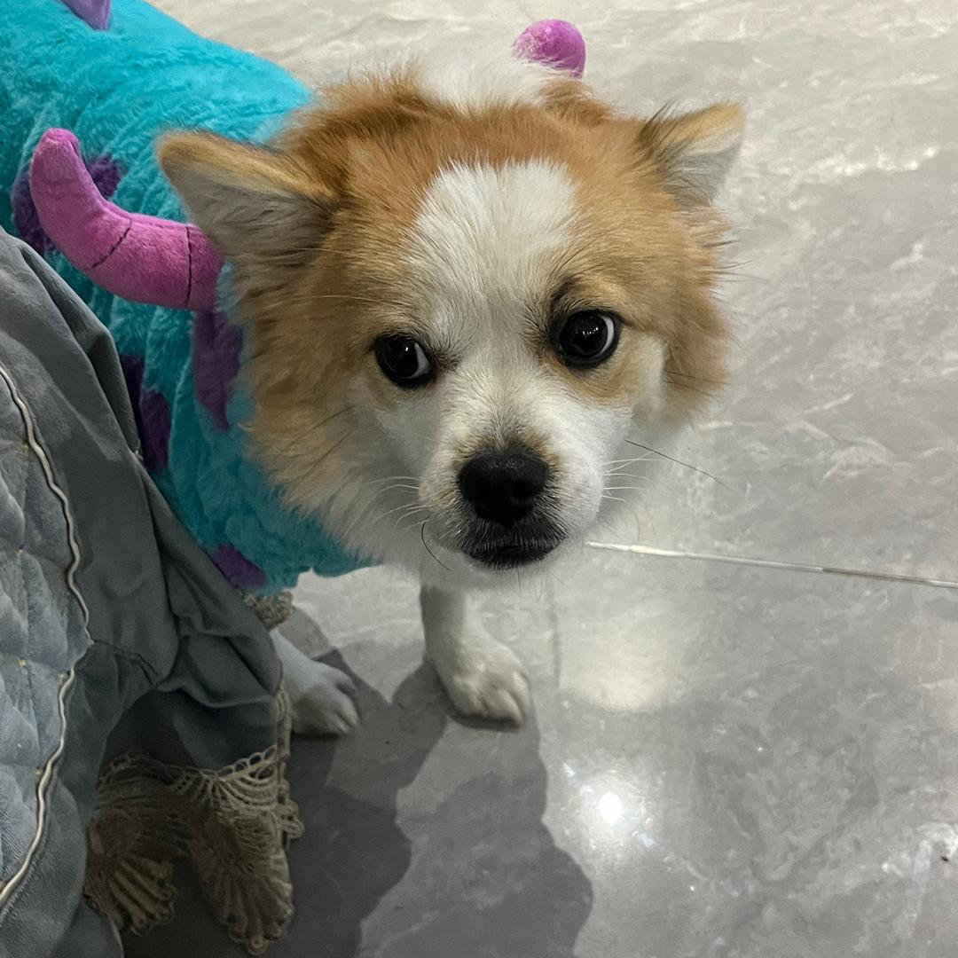 玫瑰茶不放玫瑰