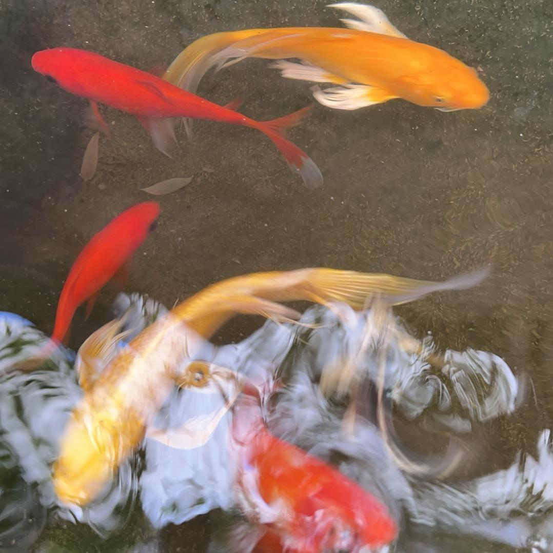 艳阳天