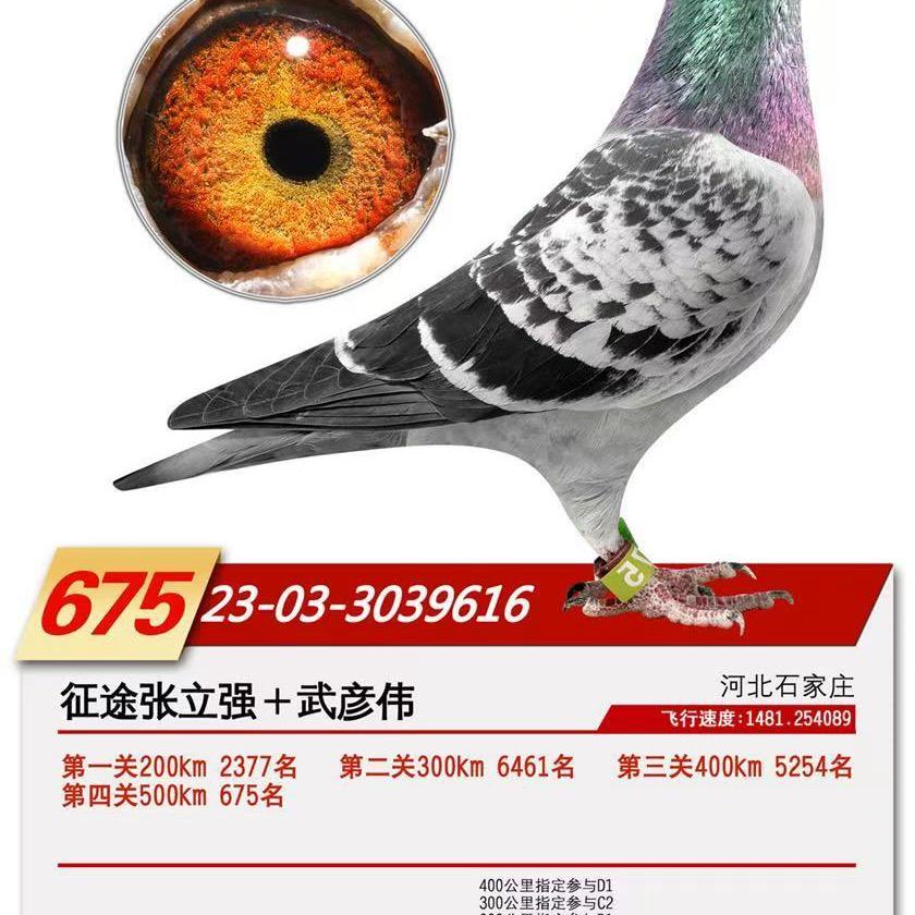 征途国际-张立强