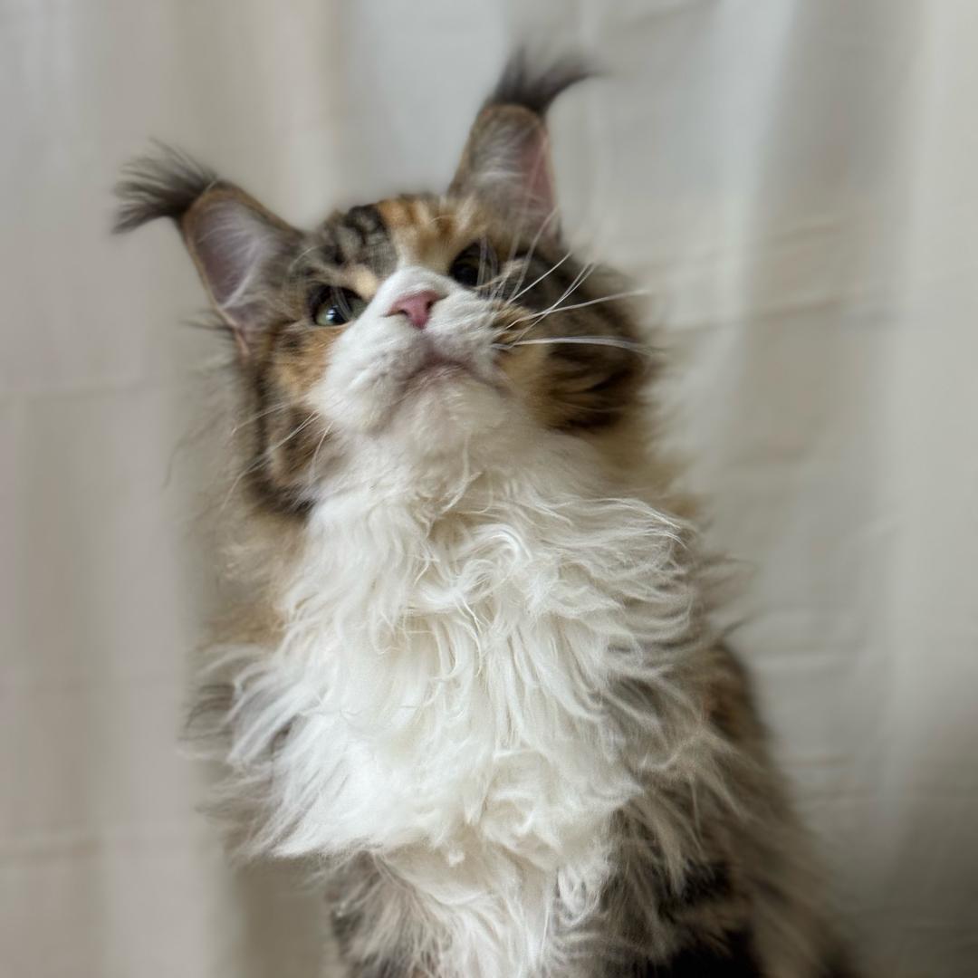 无敌幸运星・ω・