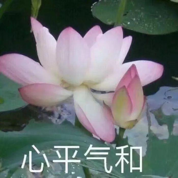 🌈暴躁老叔