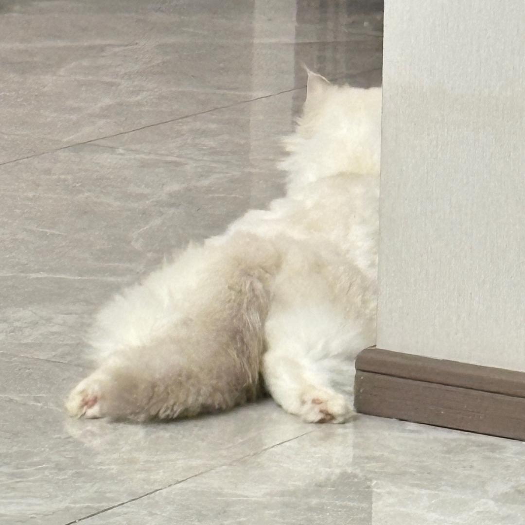 霍格沃茨永不毕业