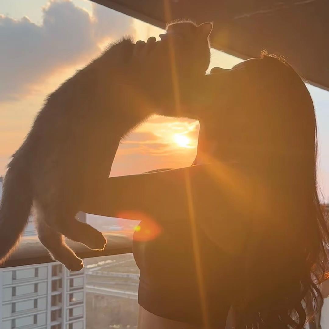 猫猫