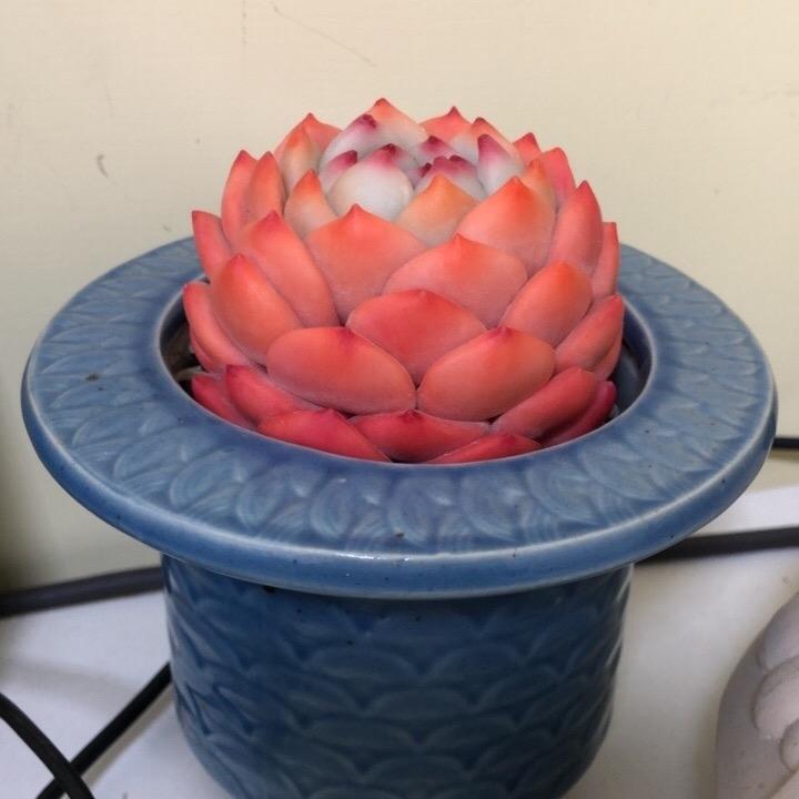 天一多肉